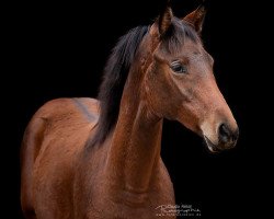 broodmare Okafreude (Trakehner, 2018, from Freudenfest)