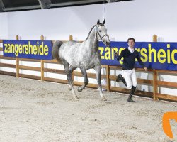 stallion Cassius Clay Vdv Z (Zangersheide riding horse, 2010, from Calvino Z)