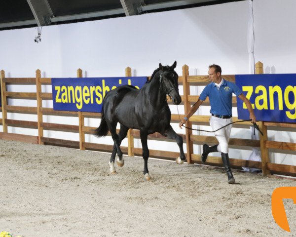 jumper Crossfire Tb (German Sport Horse, 2014, from Cellestial)