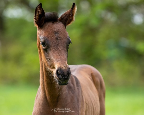 dressage horse Oriflamme (Trakehner, 2019, from His Moment)