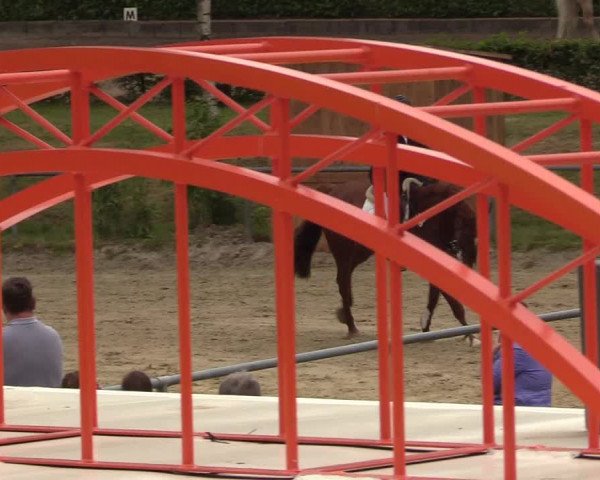 Reitturnier Kierspe-Hohenholten 2017