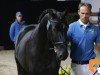 Deckhengst Pretty Boy Van De Molenberg (Belgisches Warmblut, 2015, von Balou du Rouet)