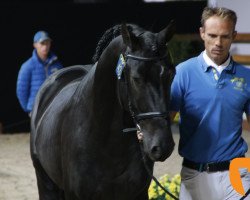 stallion Pretty Boy Van De Molenberg (Belgian Warmblood, 2015, from Balou du Rouet)