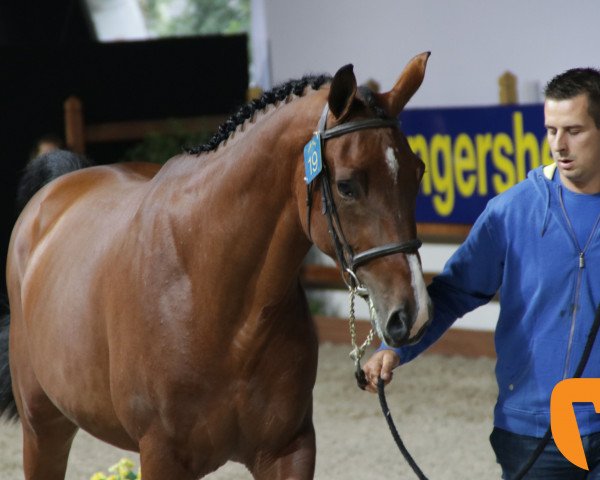 jumper Pacquiao WDH (Belgian Warmblood, 2015, from Thunder van de Zuuthoeve)