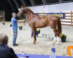 jumper Titan (Oldenburg show jumper, 2016, from Tinka's Boy)