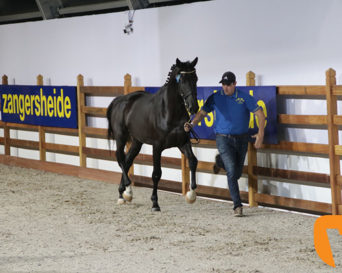 horse Don Di Arezzo Z (Zangersheide riding horse, 2016, from Coriandra van 't B Z)