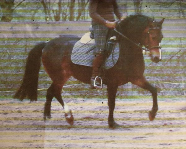 Zuchtstute Mystic Shira (Welsh Pony (Sek.B), 2003, von Schwalmprinz)