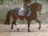 broodmare Mystic Shira (Welsh-Pony (Section B), 2003, from Schwalmprinz)