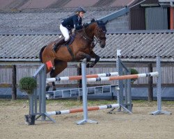 jumper Zarclair (KWPN (Royal Dutch Sporthorse), 2004, from Sir Sinclair)