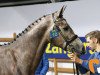 jumper Caidinus Pp Z (Zangersheide riding horse, 2016, from Cicero Z van Paemel)