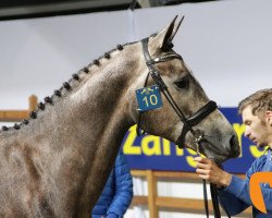 jumper Caidinus Pp Z (Zangersheide riding horse, 2016, from Cicero Z van Paemel)