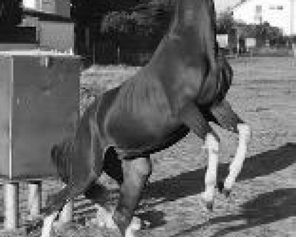 jumper Forever Mine SH (German Sport Horse, 2015, from Freddie Mercury 2)