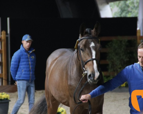 Springpferd Livio (Holsteiner, 2016, von Larimar)