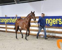 dressage horse Dex van de Nosahoeve Z (Zangersheide riding horse, 2016, from Dieu-Merci van T&L)