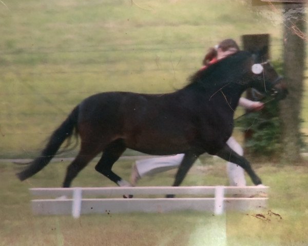 broodmare Morwenna (Welsh mountain pony (SEK.A), 1989)