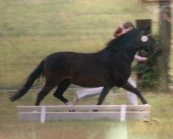 broodmare Morwenna (Welsh mountain pony (SEK.A), 1989)