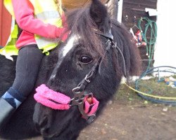 Zuchtstute Tea (Shetland Pony,  , von Gletness Rockall)