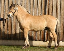 stallion Möwich (Fjord Horse, 2016, from Sven)