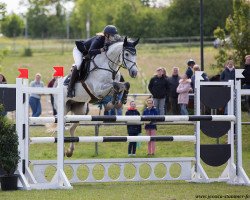 jumper Carlucci Gray (Hanoverian, 2007, from Carlucci 13)