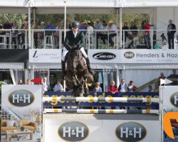 jumper Csf Sir George (Irish Sport Horse, 2013, from Sir Shutterfly)