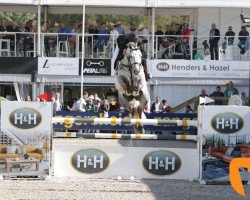 stallion Chaiton F Z (Zangersheide riding horse, 2013, from Clinton)