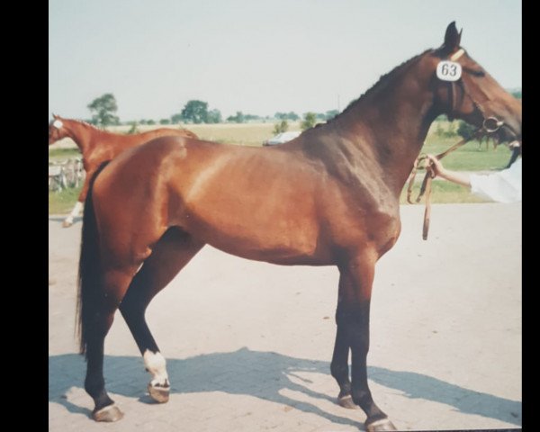 broodmare Dorina (Hanoverian, 1985, from Derrik)