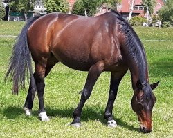 broodmare Dream Dancer (Hanoverian, 2005, from De Niro)