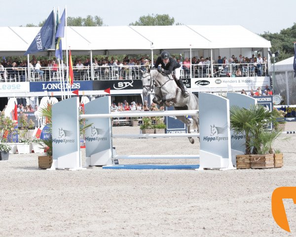 jumper H.v.r. Halfweg's Hoop (KWPN (Royal Dutch Sporthorse), 2012)