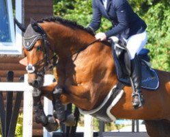 dressage horse Stalypsa G (Oldenburg, 2007, from Stalypso)