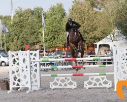 stallion Quilimbo (Holsteiner, 2009, from Quidam de Revel)