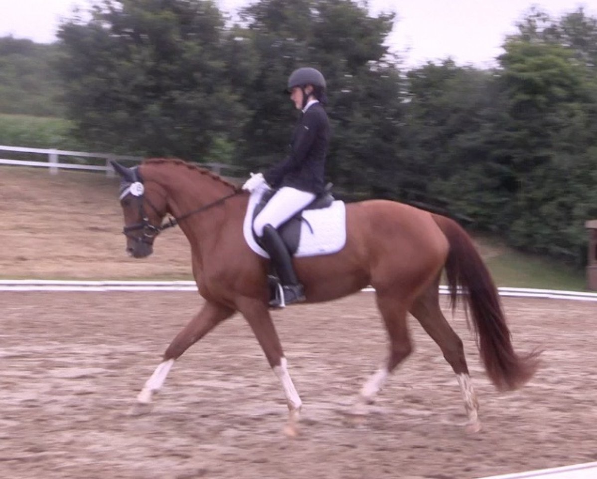 dressage horse Sweet Destiny (Westphalian, 2014, from Sir Heinrich OLD)