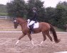 dressage horse Sweet Destiny (Westphalian, 2014, from Sir Heinrich OLD)