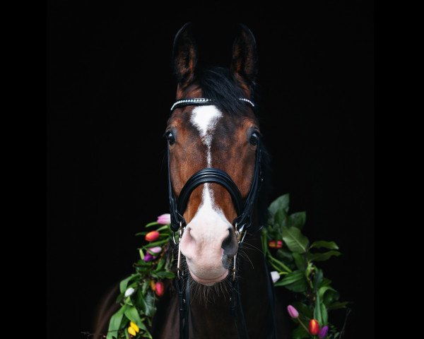 dressage horse Electric Feel (Swedish Warmblood, 2009, from Glock's Johnson Tn)