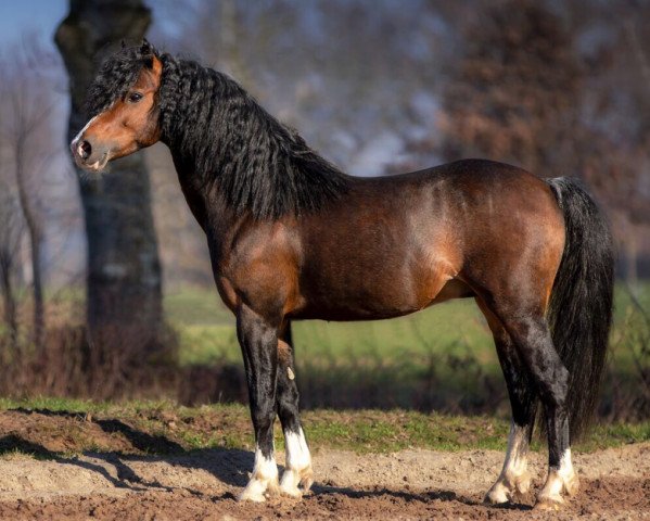 stallion Dean (Royal Warmblood Studbook of the Netherlands (KWPN), 2011, from Oleandro)