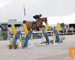 Springpferd Hocus Pocus de Messitert (Belgisches Warmblut, 2007, von Quidam de Revel)