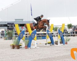 Deckhengst Entertainer (KWPN (Niederländisches Warmblut), 2009, von Warrant)