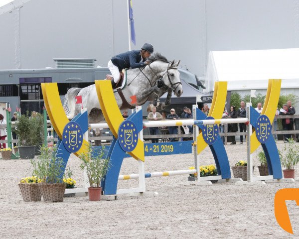 stallion El Torreo de Muze (Belgium Sporthorse, 2010, from Taran de La Pomme)