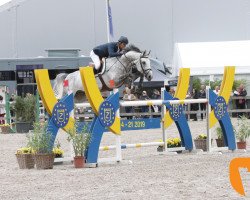 Deckhengst El Torreo de Muze (Belgium Sporthorse, 2010, von Taran de La Pomme)