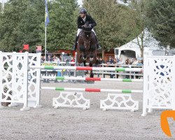 stallion Diamond Z (Zangersheide riding horse, 2009, from Diamant de Semilly)