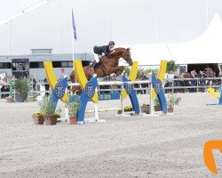 stallion Al Capone (KWPN (Royal Dutch Sporthorse), 2005, from Lupicor)