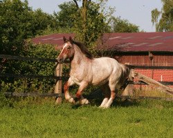 horse Húgo (Breton, 2017)