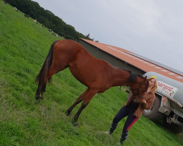 dressage horse Giant Heart (Hanoverian, 2017, from Gandhi)