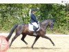 dressage horse Royability (Oldenburg, 2007, from Rubin Royal OLD)