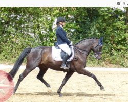 dressage horse Royability (Oldenburg, 2007, from Rubin Royal OLD)