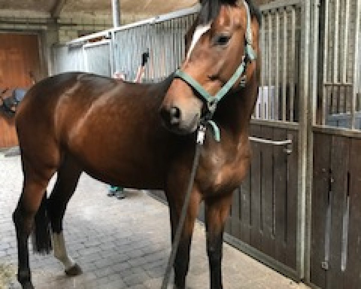 Dressurpferd Savannah (Hannoveraner,  , von Sarotti Mocca-Sahne)