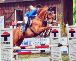 jumper Boularhouz (Oldenburg show jumper, 2004, from unbekannt)