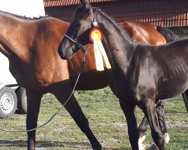 Dressurpferd Chaplin CR (Deutsches Reitpferd, 2018, von Bacardi CR)