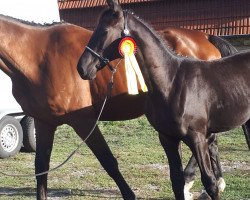 dressage horse Chaplin CR (German Warmblood, 2018, from Bacardi CR)