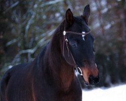 Pferd Himalaja (Bayer, 2002, von Feuerglut)