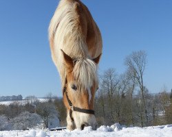 horse Flying-Angel (Haflinger, 2016)